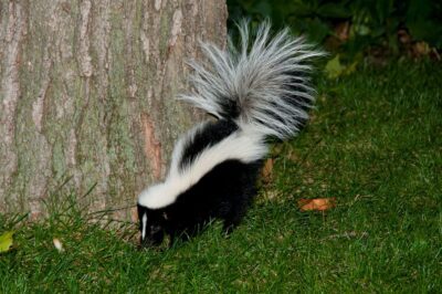 Skunk